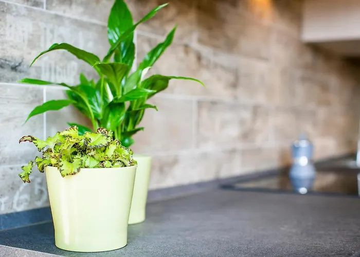 Chic And Freak Atelier *